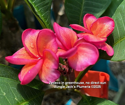 Zydeco plumeria flower - Jungle Jack source photo
