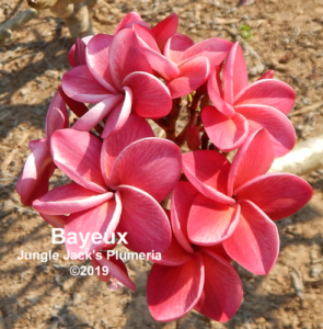 Bayeux plumeria flower - Jungle Jack source photo