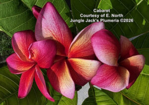 Cabaret plumeria flower - Jungle Jack source photo