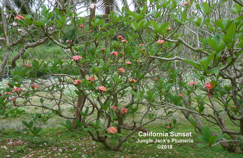California Sunset plumeria photo
