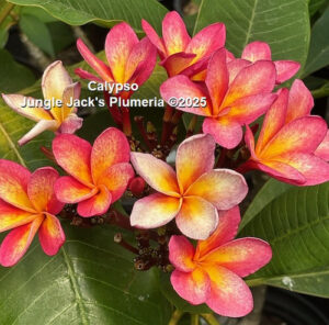 Calypso plumeria flower - Jungle Jack source photo