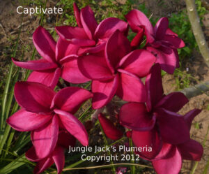 Captivate plumeria flower - Jungle Jack source photo