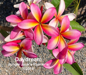 DayDream plumeria flower - Jungle Jack source photo