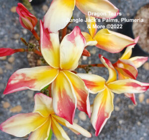 Dragon Tears plumeria flower - Jungle Jack source photo