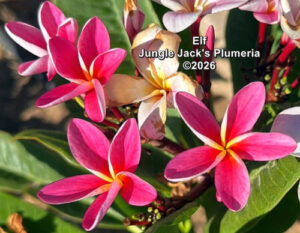 Elf plumeria flower - Jungle Jack source photo