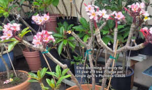 Elsie plumeria flower - Jungle Jack source photo