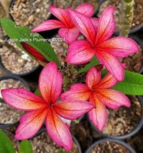 Epic plumeria flower - Jungle Jack source photo