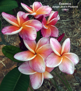 Essence plumeria flower - Jungle Jack source photo