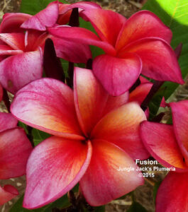 Fusion plumeria flower - Jungle Jack source photo