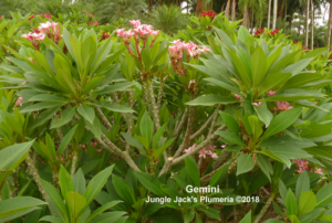 Gemini plumeria flower - Jungle Jack source photo