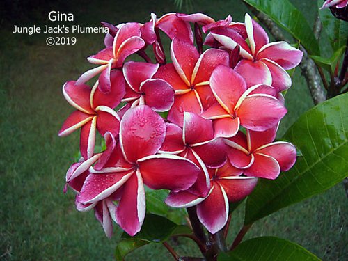Gina plumeria photo