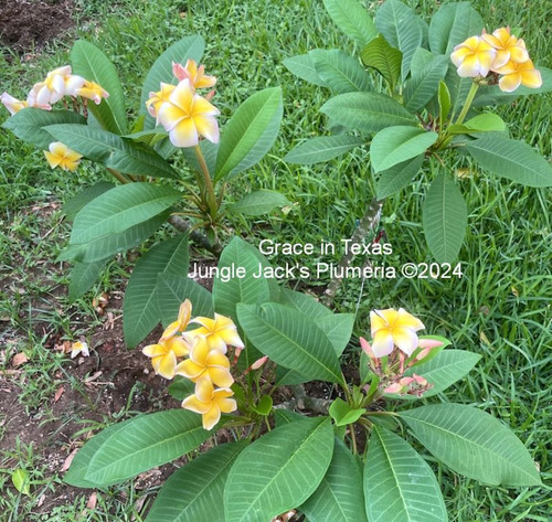 Grace plumeria flower - Jungle Jack source photo