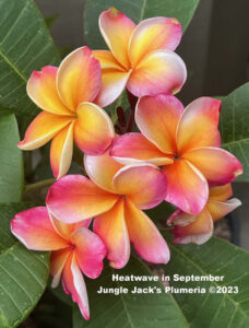 Heat Wave plumeria flower - Jungle Jack source photo