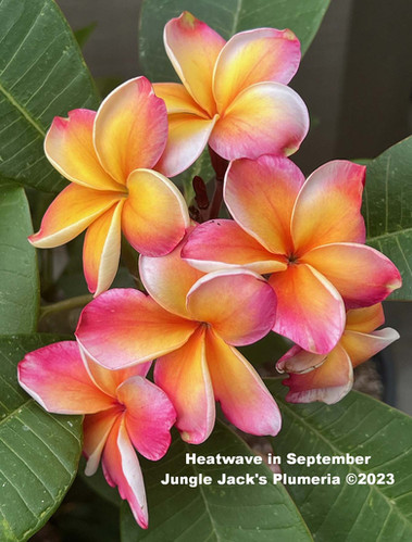 Heat Wave plumeria flower - Jungle Jack source photo
