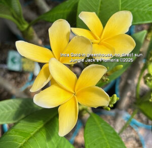 Inca Gold plumeria flower - Jungle Jack source photo