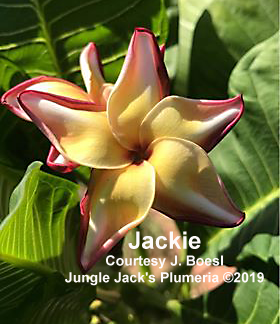 Jackie plumeria photo