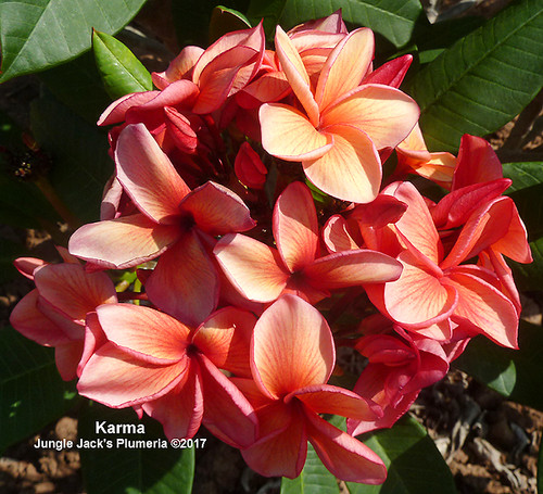 Karma plumeria flower - Jungle Jack source photo