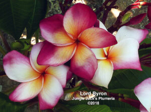 Lord Byron plumeria flower - Jungle Jack source photo