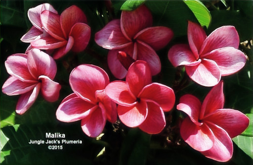 Malika plumeria flower - Jungle Jack source photo