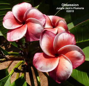 Obsession plumeria flower - Jungle Jack source photo