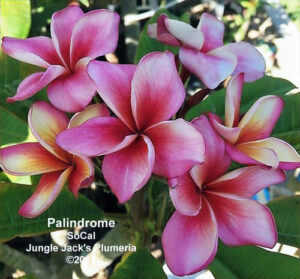 Palindrome plumeria flower - Jungle Jack source photo