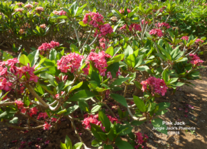 Pink Jack plumeria flower - Jungle Jack source photo