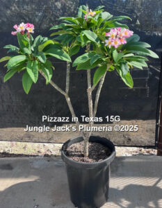 Pizzazz plumeria flower - Jungle Jack source photo