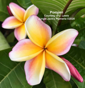 Pompeii plumeria flower - Jungle Jack source photo