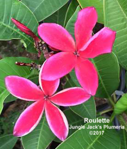 Roulette plumeria flower - Jungle Jack source photo