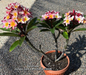 Serenade plumeria flower - Jungle Jack source photo