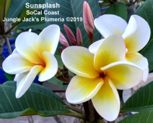 SunSplash plumeria flower - Jungle Jack source photo
