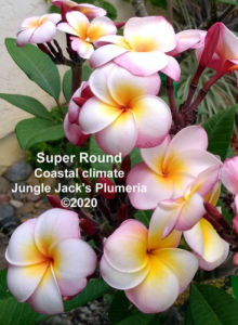SuperRound plumeria flower - Jungle Jack source photo