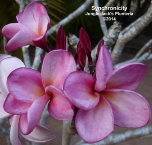 Synchronicity plumeria flower - Jungle Jack source photo