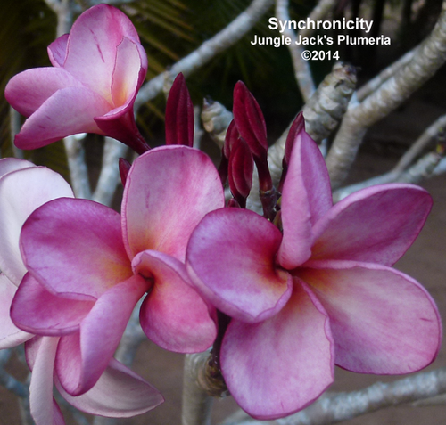 Synchronicity plumeria flower - Jungle Jack source photo