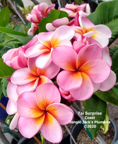 Tai Surprise plumeria photo