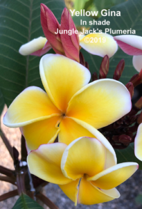 Yellow Gina plumeria flower - Jungle Jack source photo