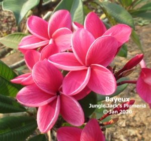 Bayeux plumeria flower - Jungle Jack source photo