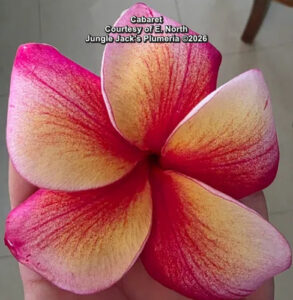 Cabaret plumeria flower - Jungle Jack source photo