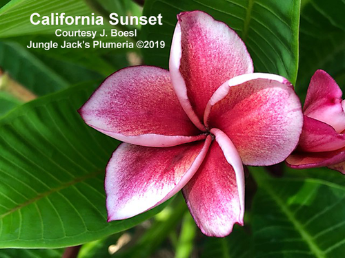 California Sunset plumeria photo