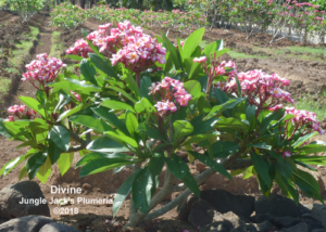 Divine plumeria flower - Jungle Jack source photo