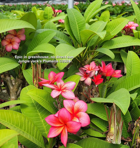 Epic plumeria flower - Jungle Jack source photo