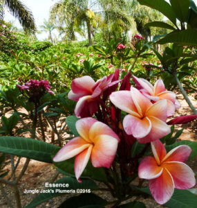 Essence plumeria flower - Jungle Jack source photo