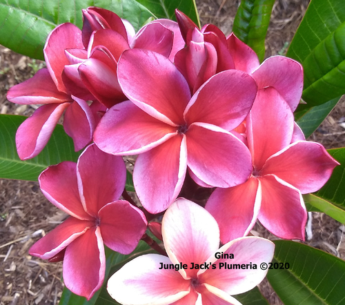 Gina plumeria photo