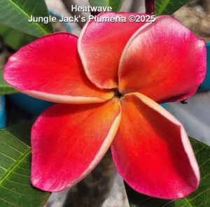 Heat Wave plumeria flower - Jungle Jack source photo