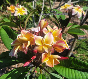 Jackie plumeria flower - Jungle Jack source photo