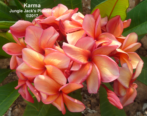 Karma plumeria flower - Jungle Jack source photo