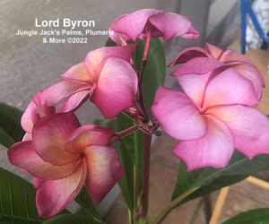 Lord Byron plumeria flower - Jungle Jack source photo