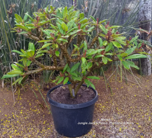 Malika plumeria flower - Jungle Jack source photo