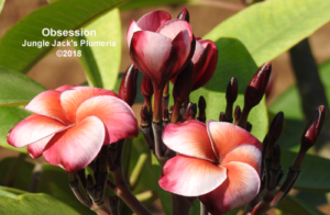 Obsession plumeria flower - Jungle Jack source photo