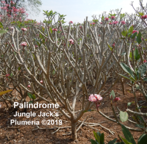 Palindrome plumeria flower - Jungle Jack source photo